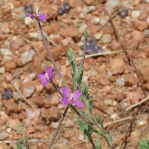 Epilobium billardiereanum subsp. cinereum at Symonston, ACT - 23 Dec 2023