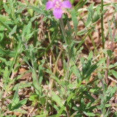 Epilobium billardiereanum subsp. cinereum at Symonston, ACT - 23 Dec 2023