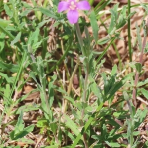 Epilobium billardiereanum subsp. cinereum at Symonston, ACT - 23 Dec 2023