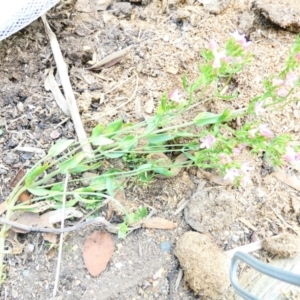 Centaurium sp. at Flea Bog Flat to Emu Creek Corridor - 23 Dec 2023