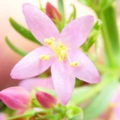 Centaurium sp. at Flea Bog Flat to Emu Creek Corridor - 23 Dec 2023