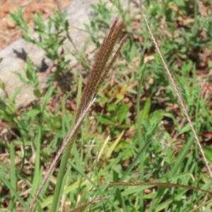 Chloris truncata at Symonston, ACT - 23 Dec 2023