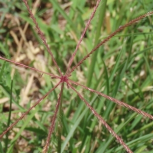 Chloris truncata at Symonston, ACT - 23 Dec 2023