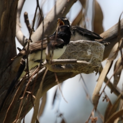 Rhipidura leucophrys (Willie Wagtail) at Symonston, ACT - 23 Dec 2023 by RodDeb