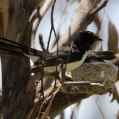 Rhipidura leucophrys at Symonston, ACT - 23 Dec 2023 12:19 PM