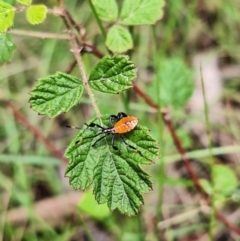 Coreidae (family) (Coreid plant bug) at Paddys River, ACT - 21 Dec 2023 by NickDaines