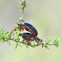 Repsimus manicatus manicatus (Black nail beetle) at Wollondilly Local Government Area - 22 Dec 2023 by Freebird