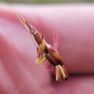 Sorghum leiocladum at The Pinnacle - 23 Dec 2023