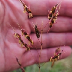 Sorghum leiocladum at The Pinnacle - 23 Dec 2023 08:19 AM