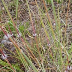 Sorghum leiocladum at The Pinnacle - 23 Dec 2023 08:19 AM