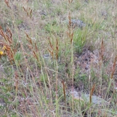 Sorghum leiocladum at The Pinnacle - 23 Dec 2023 08:19 AM