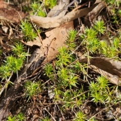 Acrotriche serrulata (Ground-berry) at The Pinnacle - 22 Dec 2023 by sangio7