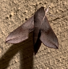 Hippotion scrofa (Coprosma Hawk Moth) at Nanima, NSW - 23 Dec 2023 by 81mv