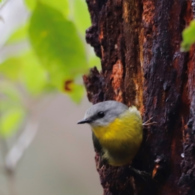 Eopsaltria australis (Eastern Yellow Robin) at Ben Boyd National Park - 19 Dec 2023 by JimL