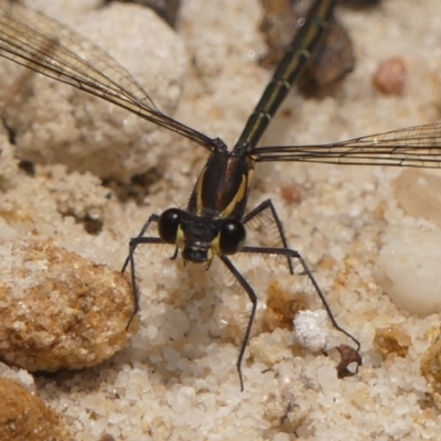 Austroargiolestes icteromelas icteromelas at Wingecarribee Local Government Area - 22 Dec 2023 by Curiosity