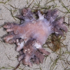 Unidentified Anemone, Jellyfish or Comb Jelly (Cnidaria, Ctenophora) at Wellington Point, QLD - 19 Dec 2023 by TimL