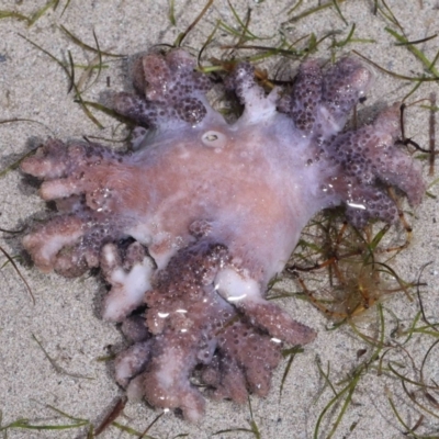 Unverified Anemone, Jellyfish or Comb Jelly (Cnidaria, Ctenophora) at Wellington Point, QLD - 20 Dec 2023 by TimL