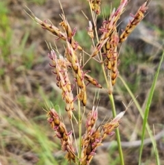 Sorghum leiocladum (Wild Sorghum) at The Pinnacle - 22 Dec 2023 by sangio7