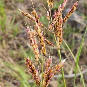 Sorghum leiocladum at The Pinnacle - 23 Dec 2023 07:03 AM