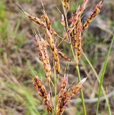 Sorghum leiocladum (Wild Sorghum) at The Pinnacle - 22 Dec 2023 by sangio7