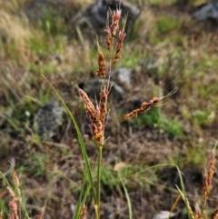 Sorghum leiocladum at The Pinnacle - 23 Dec 2023 07:03 AM