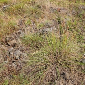 Sorghum leiocladum at The Pinnacle - 23 Dec 2023 07:03 AM