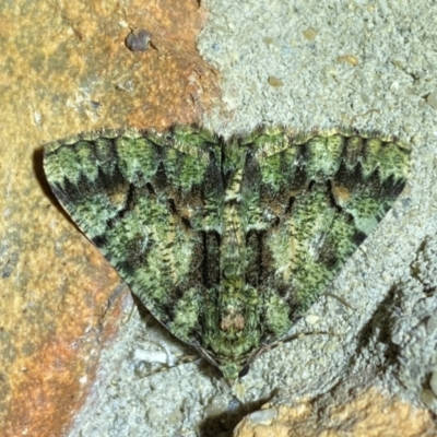 Aeolochroma metarhodata (Tea-tree Emerald (Geometrinae)) at QPRC LGA - 24 Dec 2023 by SteveBorkowskis