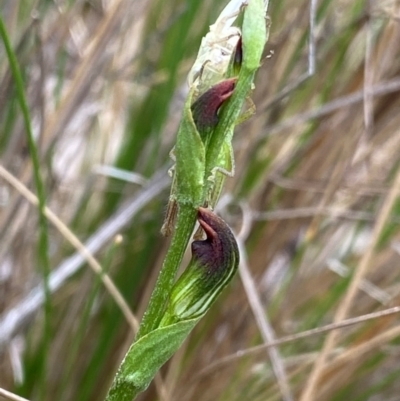 Pterostylis oresbia (Corpulent Greenhood) at Gloucester Tops, NSW - 18 Dec 2023 by NedJohnston