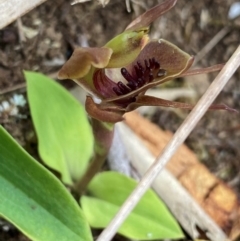 Chiloglottis pluricallata (Clustered Bird Orchid) at Barrington Tops National Park - 18 Dec 2023 by NedJohnston
