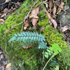 Pellaea nana (Dwarf Sickle Fern) at Barrington Tops National Park - 18 Dec 2023 by NedJohnston