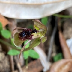 Chiloglottis sphaerula (Globular Wasp Orchid) at Barrington Tops National Park - 18 Dec 2023 by NedJohnston