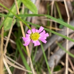 Brachyscome microcarpa (Forest daisy) at Barrington Tops National Park - 18 Dec 2023 by NedJohnston