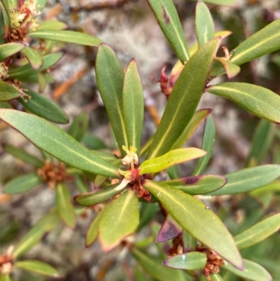 Unidentified Other Shrub at Moonan Brook, NSW - 18 Dec 2023 by NedJohnston