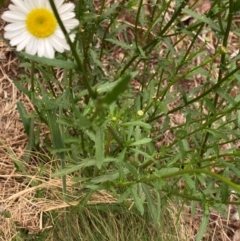 Leucanthemum vulgare (Ox-eye Daisy) at Barrington Tops National Park - 18 Dec 2023 by NedJohnston