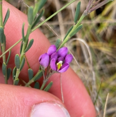 Comesperma retusum (Mountain Milkwort) at Barrington Tops National Park - 18 Dec 2023 by NedJohnston