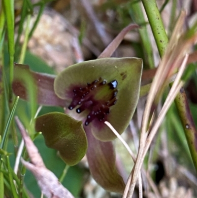 Chiloglottis bifaria (Barrington Tops Bird Orchid) at Barrington Tops National Park - 18 Dec 2023 by NedJohnston