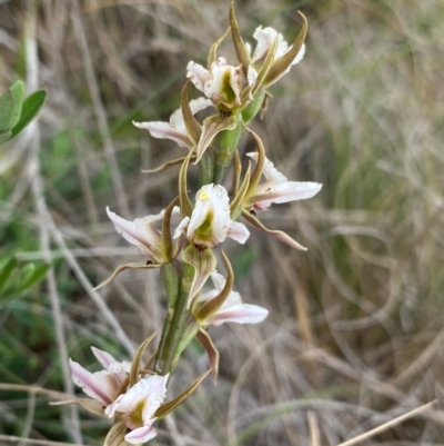 Prasophyllum basalticum (Snowy Leek Orchid) at suppressed - 18 Dec 2023 by NedJohnston