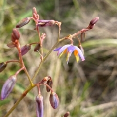 Dianella amoena (Grassland Flax-lily) at Barrington Tops, NSW - 19 Dec 2023 by NedJohnston