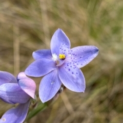 Thelymitra ixioides (Dotted Sun Orchid) at Barrington Tops National Park - 19 Dec 2023 by NedJohnston