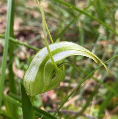 Pterostylis falcata (Sickle Greenhood) at Barrington Tops National Park - 19 Dec 2023 by NedJohnston