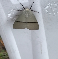 Gastrophora henricaria (Fallen-bark Looper, Beautiful Leaf Moth) at QPRC LGA - 23 Dec 2023 by Ajg2230