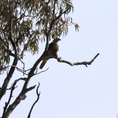 Haliastur sphenurus (Whistling Kite) at Bourke, NSW - 29 May 2021 by Tammy