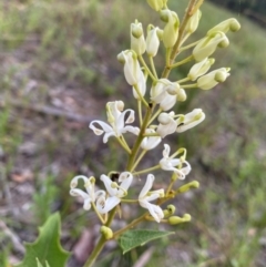 Lomatia ilicifolia (Holly Lomatia) at Croajingolong National Park - 7 Dec 2023 by NedJohnston
