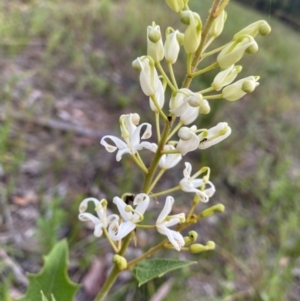 Lomatia ilicifolia at Croajingolong National Park - 7 Dec 2023 06:27 PM