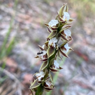 Prasophyllum australe (Austral Leek Orchid) at Croajingolong National Park - 7 Dec 2023 by NedJohnston