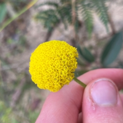 Craspedia variabilis (Common Billy Buttons) at Croajingolong National Park - 7 Dec 2023 by NedJohnston