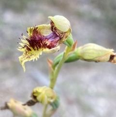 Calochilus herbaceus (Pale Beard Orchid) at Croajingolong National Park - 7 Dec 2023 by NedJohnston