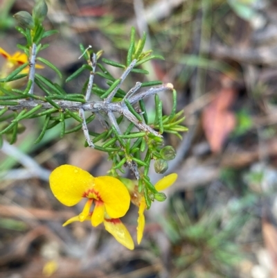 Dillwynia retorta (Heathy Parrot-Pea) at Meroo National Park - 9 Dec 2023 by NedJohnston