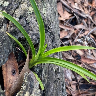 Cymbidium suave (Snake Orchid) at Meroo National Park - 8 Dec 2023 by NedJohnston