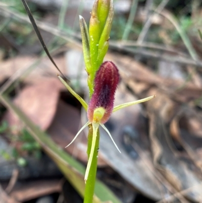 Cryptostylis hunteriana (Leafless Tongue Orchid) at Meroo National Park - 8 Dec 2023 by NedJohnston